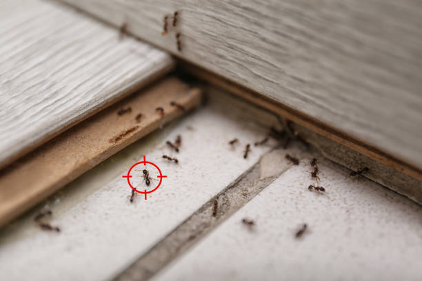 Best Affordable Pest Control Services  in Decatur, AR