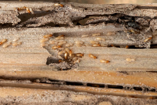 Decatur, AR Pest Control Company