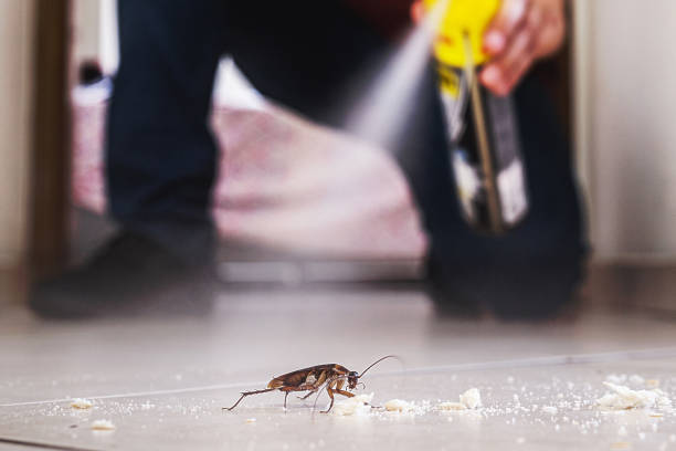 Wasp Removal Services in Decatur, AR
